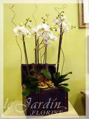 Five Stems Orchids Collection in  Le Jardin Treasure Chest Planter