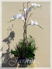 Orchid Plant Arrangements by Le Jardin Florist