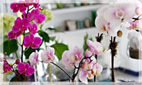 Orchid Flower Arrangements